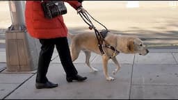 Four-legged heroes: the life-changing work of the Seeing Eye dog