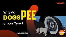 Why do dogs PEE on car tyre ? |  Mohan Sir  @Vedantu Young Wonders