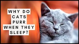 Why Do Cats Purr When They Sleep?