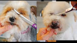 How to trim around Dogs Eyes( 2 Cases + Bonus Head Grooming)