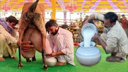 Highest Milking Goats Milk Competition 2024 University of Agriculture Fsd #goat #bakra #goatfarming