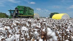 Cotton Cultivation And Harvest Technology - Cotton Processing At The Factory