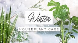 Winter Care Tips For Houseplants 🌱 How To Keep Indoor Plants Healthy Over Winter 🌿