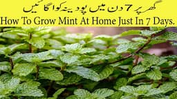 How To Grow Mint At Home Just In 7 Days