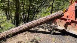 Tractor Logging Farmi 501 Winch Salvaging Bug Killed Douglas Fir for Woodmizer LT15 Sawmill