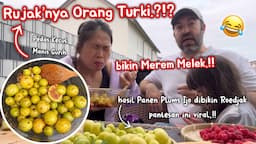 ROEDJAK TURKI PAKAI BUAH LIAR HASIL PANEN, MARI KITA BUKTIKAN SENDIRI KENAPA RUJAK INI BISA VIRAL⁉️