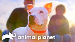 The Sweetest Moments on Pit Bulls and Parolees | Animal Planet