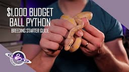 Ball Python Breeding Starter Guide | $1,000 Budget | Leviathan Snakes