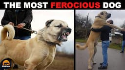 Turkish Kangal - The Most Ferocious Dog in the World