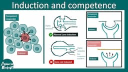 Induction and competence | Amphibian lens induction | Developmental biology