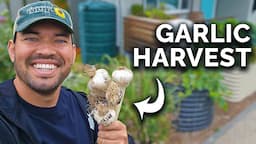 Harvesting & Curing This Year's Garlic! 🧄