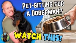 Mastering Doberman Dog Sitting: Taming the Beast!