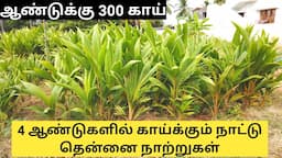 தென்னை நாற்று எத்தனை அடி இடைவெளியில் நடலாம் | Best Desi coconut saplings