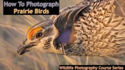 10 Wildlife photography tips for shooting prairie grouse