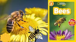 National Geographic Readers Bees  | read aloud science book