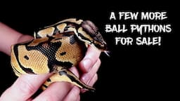 A Few More Ball Pythons For Sale!