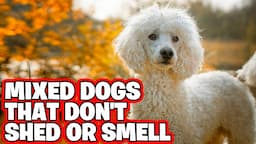 10 Best Mixed Dogs That Don't Shed Or Smell Recommend By Pet Experts