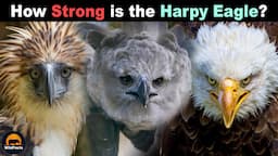 Why are Harpy Eagles so Strong Compared to Other Eagles?