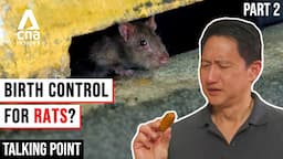 Singapore's War On Rats: Can These Rat Busting Solutions Work? - Rats Part 2/2 | Talking Point