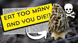 Debunking this new RIDICULOUS morel mushroom myth