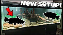 125 Gallon Fish Tank Setup! Freshwater NATIVE FISH Aquarium Build!