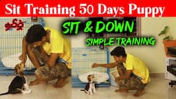 Sit Training To 50Days Old Puppy in Tamil