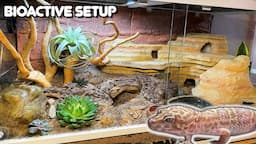 Our Best Leopard Gecko Bioactive Setup and How We Set it Up | Josh's Frogs Plants