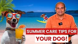 Summer Care Tips For Your Dog -  By Baadal Bhandaari