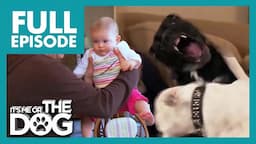 The Fighting Bulldog Sisters Attack Baby😱 | Full Episode | It's Me or The Dog