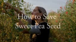 How to Save Sweet Pea Seed