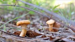 Foraging and Cooking Delicious Alabama Edible Wild Mushrooms