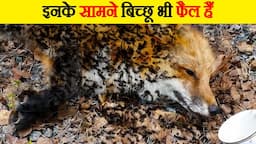 बिच्छू को भी चारों खाने चित कर देती हैं ये चींटियां | Most Scariest Moments of Ant Attacks