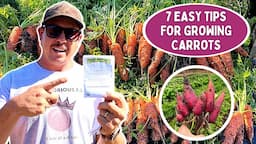 7 EASY TIPS to Grow Carrots in Your Backyard Garden