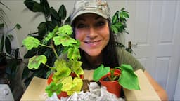 UNBOXING - NEW Plants from our wonderful Friend Paula