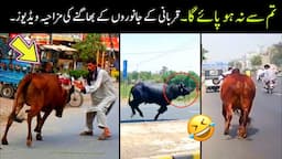 Qurbani Animals Funny Moments 2024 😅😜 | funny qurbani animals|funny animals