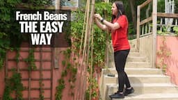 How To Grow French Beans In Containers & Planters | (Direct Sow Green Beans)