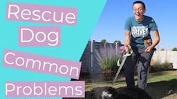 What to Know About Training a Rescue Dog (and Advice for 3 Common Problems) //THE KIND CANINE