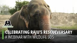 Webinar Celebrating Raju's 10th Year of Freedom!