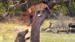 LEOPARDO ROBA CRIA DE JABALI A MANADA FURIOSA | Peleas de Animales Captados por en Cámara