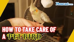 How to take care of a Pet Bird