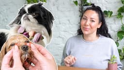 Day in the Life of a Dog Groomer | Today at Hackney Barkers: Ep 10