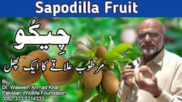 Chiku Fruit Garden Tour | Health Benefits of Chikoo | Chiku \ Sapodilla Beneficial for Health