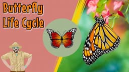 The Butterfly Life Cycle | Educational Videos For Kids