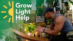 DIY Plant Design: My Houseplants Desperately Need Grow Lights!