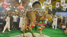 Nawab Camel Won All Pakistan Heavyweight Camel Competition 2024 Faislabad #camel #bakra_mandi #cow