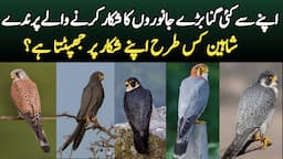 15 Wild Falcons Found in Pakistan | Shaheen and Other Beautiful Falcon Birds | Wildlife of Pakistan