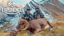 Third Time is a Charm   Alberta Bighorn with Jason Price