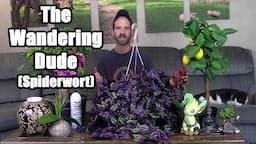 The Wandering Dude (Spiderwort) Care & Information