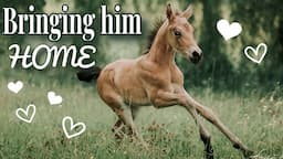 BRING MY TINY FOAL HOME + NEW HORSE BOX!