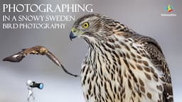 WILDLIFE PHOTOGRAPHY - Winter in Sweden - Bird of prey photography  Nikon Z9 and 400mm f/2.8 F-mount